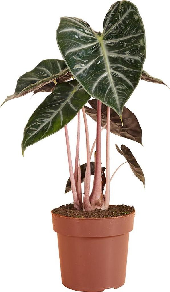 1x Alocasia Pink Dragon P17 H60