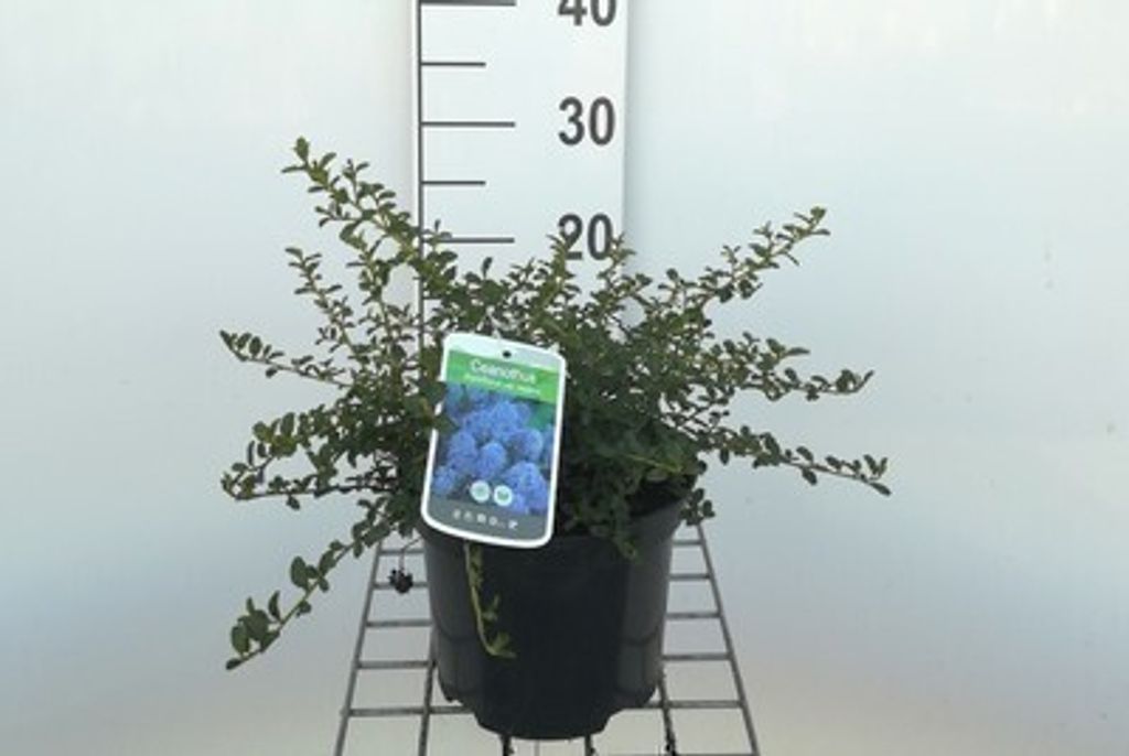 Ceanothus thyrs. 'Repens' - Säckelblume 25- 30 cm Container