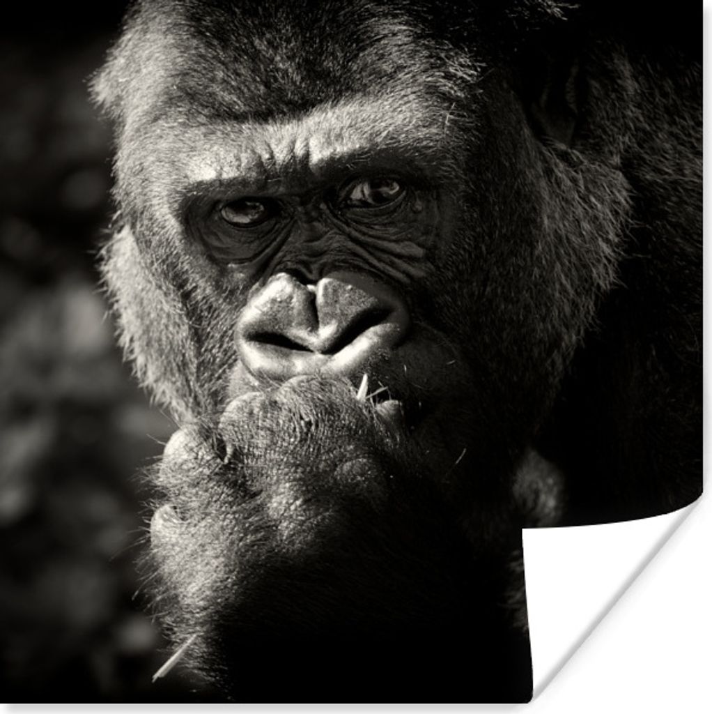 MuchoWow Poster Tierprofil Gorilla in schwarz und weiß 30x30 cm - Wandposter - Printing