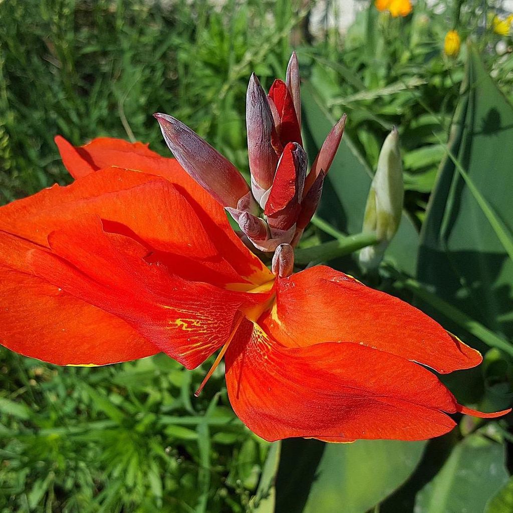 Indisches Blumenrohr (Canna indica) - 10 Samen