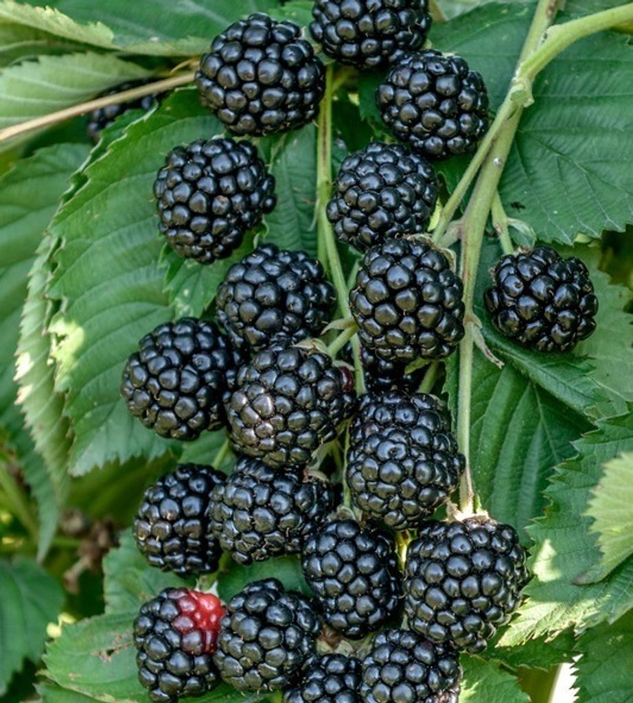 Zuckerbrombeere `Asterina´  - Brombeerpflanze im 3 Liter Produktbild 