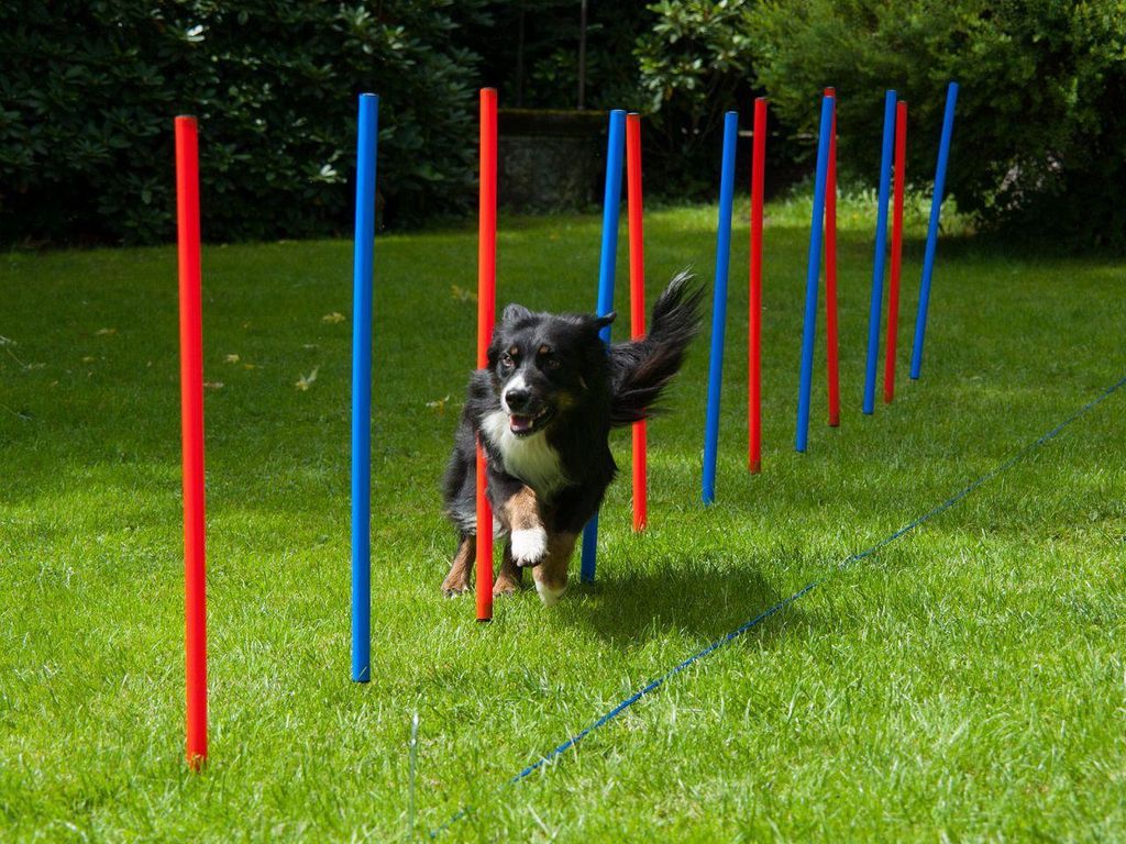 Premium Slalomstangen 12er Set, Agility-Set für Hunde