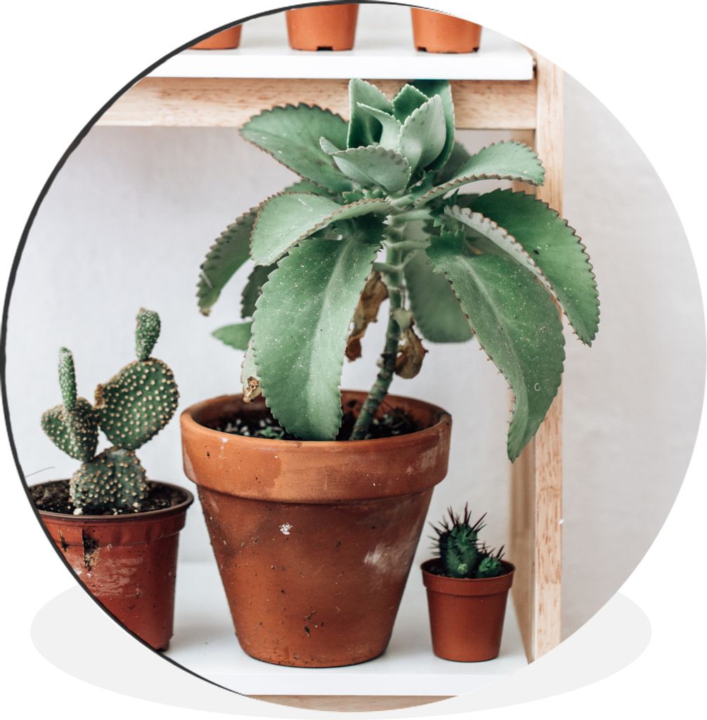 MuchoWow Aluminium Wandkreis Kakteen auf einem Regal Ø 90 cm Wanddeko Modern Wohnzimmer - Mauerkreis - Wandbilder - Runde Bild - Bild aus Alumin...
