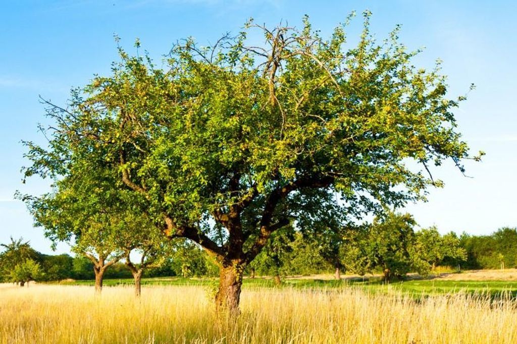 Pflanzensamen Speierling Sorbus domestica, 10 Stück, Produktbild 