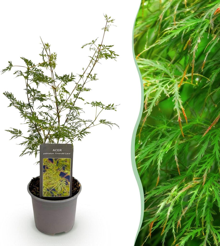 Ahorn Acer palmatum Emerald Lace – 12cm Höhe ca.35cm – Fein gefiedertes grünes Laub & elegante Struktur – Laubabwerfend & pflegeleicht