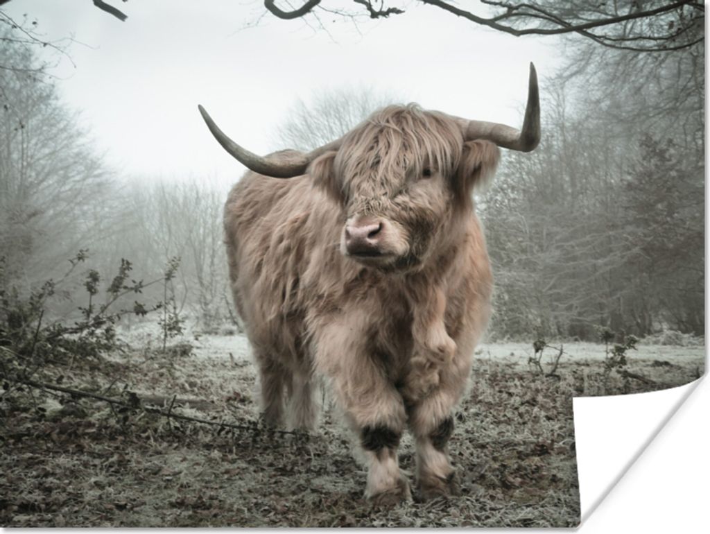 MuchoWow Poster Schottische Highlander - Natur - Herbst - Tiere - Wildtiere - Wald 160x120 cm - Foto Plakat