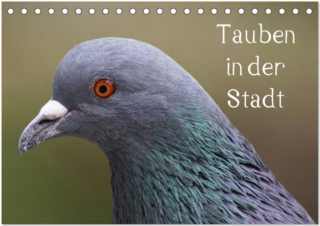 Tauben in der Stadt (Tischkalender 2026 DIN A5 quer), CALVENDO Monatskalender