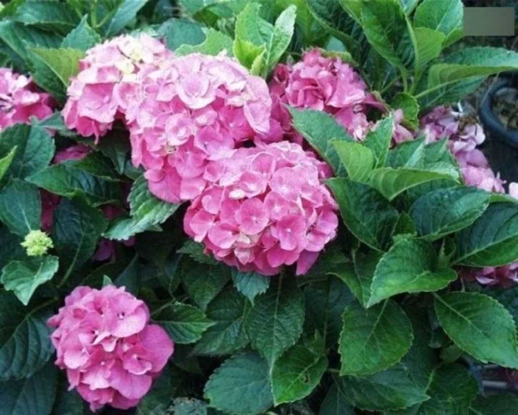Hydrangea macrophylla Masja - Ballhortensie Masja