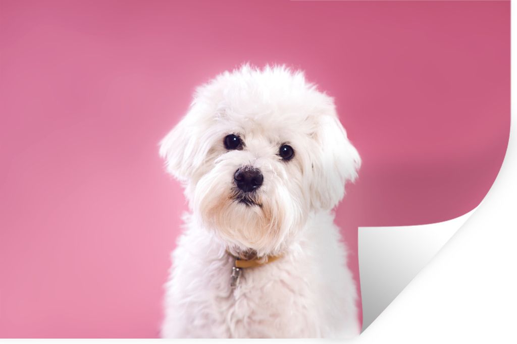 MuchoWow Wandtattoo Wandsticker Wandaufkleber Malteser Hund mit rosa Hintergrund 90x60 cm Selbstklebend und Repositionierbar - Aufkleber