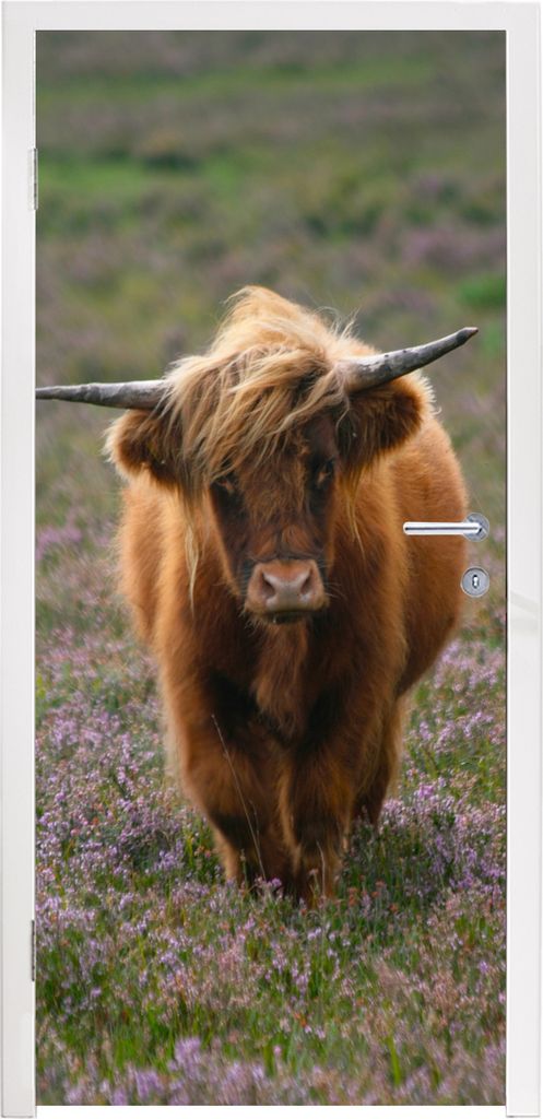 MuchoWow Türtapete Selbstklebende Türfolie Schottische Hochlandbewohner - Heidelandschaft - Tiere 75x205 cm Türposter Türaufkleber Klebefolie...