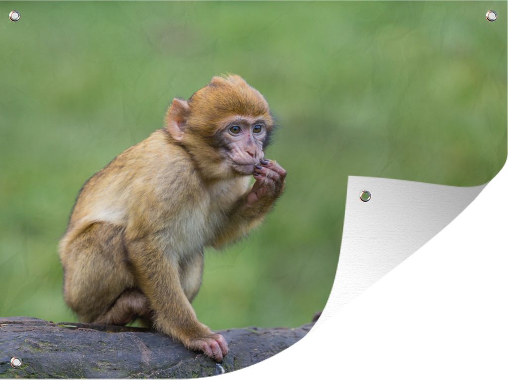 MuchoWow 40x30 cm Outdoor-Poster Gartendeko Sichtschutz Garten Poster für den Garten Affe - Zweig - Natur - Tiere