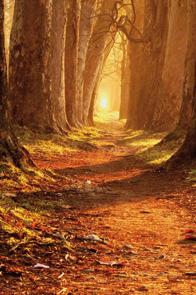 Wälder Kunstdruck Bild - Herbstfarben, Magischer Pfad (120 x 80 cm)