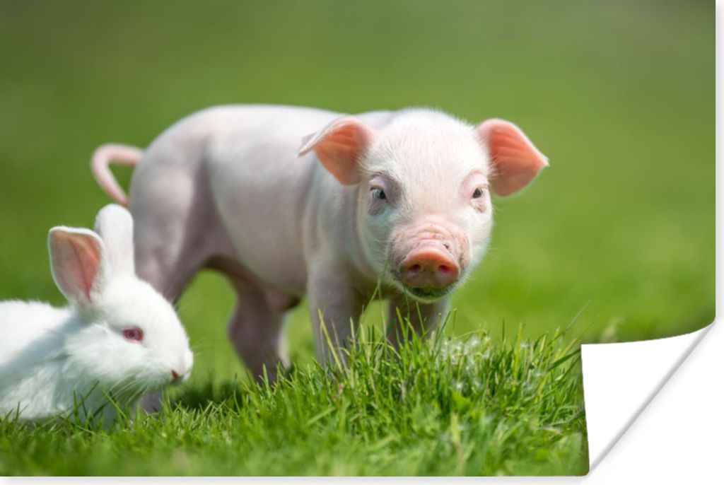 MuchoWow Poster Ferkel - Kaninchen - Tiere 120x80 cm - Bilder