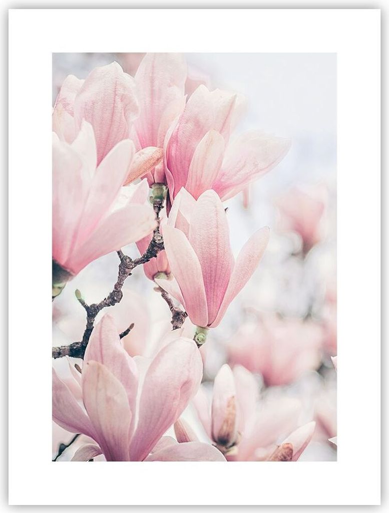 Poster - Poster ohne Rahmen - Magnolie Blumen Rosa - 30x40 cm - Wand Bild - Wanddeko - Wandbilder - Kunstposter - Wandposter - Bilder - Kunstdruck ...