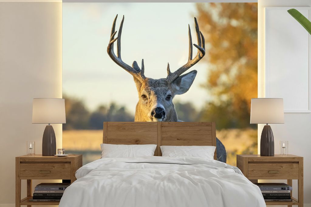 MuchoWow Fototapete für Wohnzimmer oder Schlafzimmer Wandtapete Vinyl Motivtapete Hirsche - Gras - Herbst - Geweih - Natur - Tiere - 350x350 cm ...