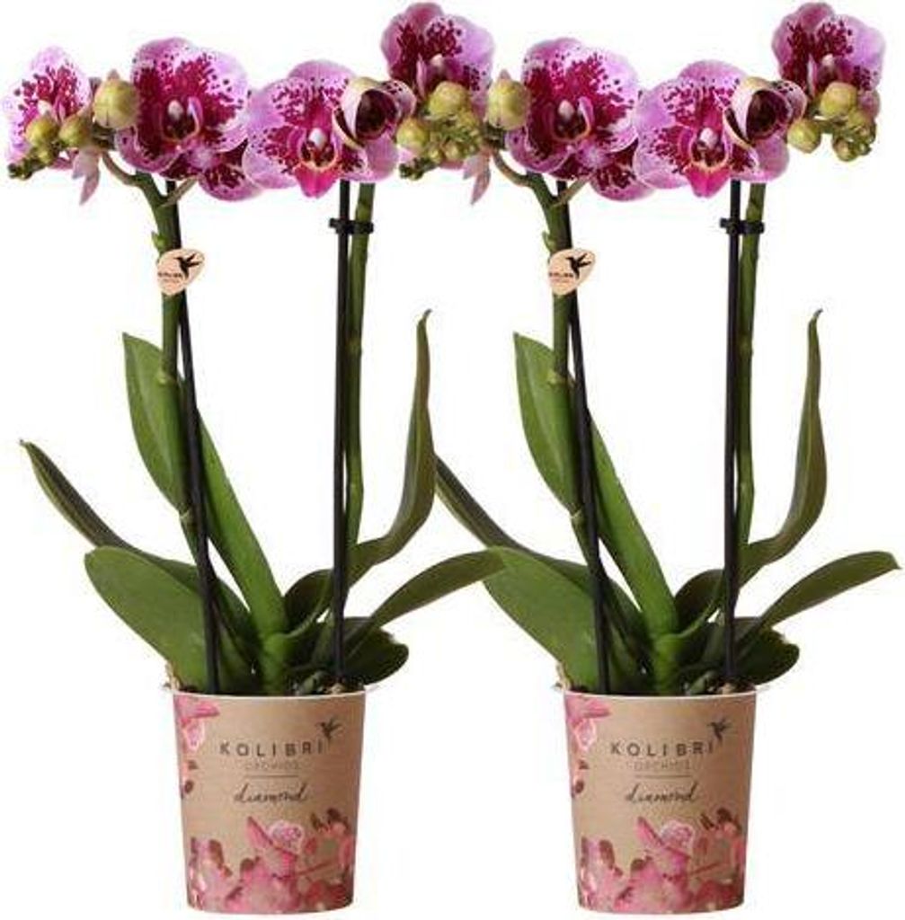 Phalaenopsis Orchideen El Salvador rosa lila 2 Pflanzen Pflegeleicht & dekorativ