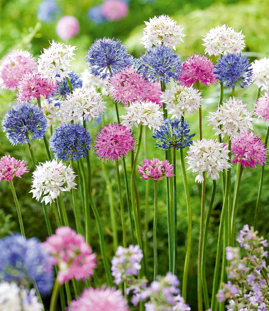 BALDUR Garten 15er Allium-Mix 'Beautiful Colours', Produktbild 