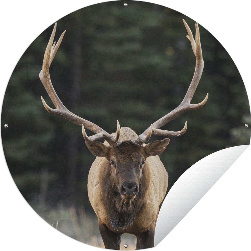 MuchoWow Gartenposter Outdoor-Poster Rund Hirsch - Baum - Geweih Ø 150 cm Gartendeko Rundes Poster draußen