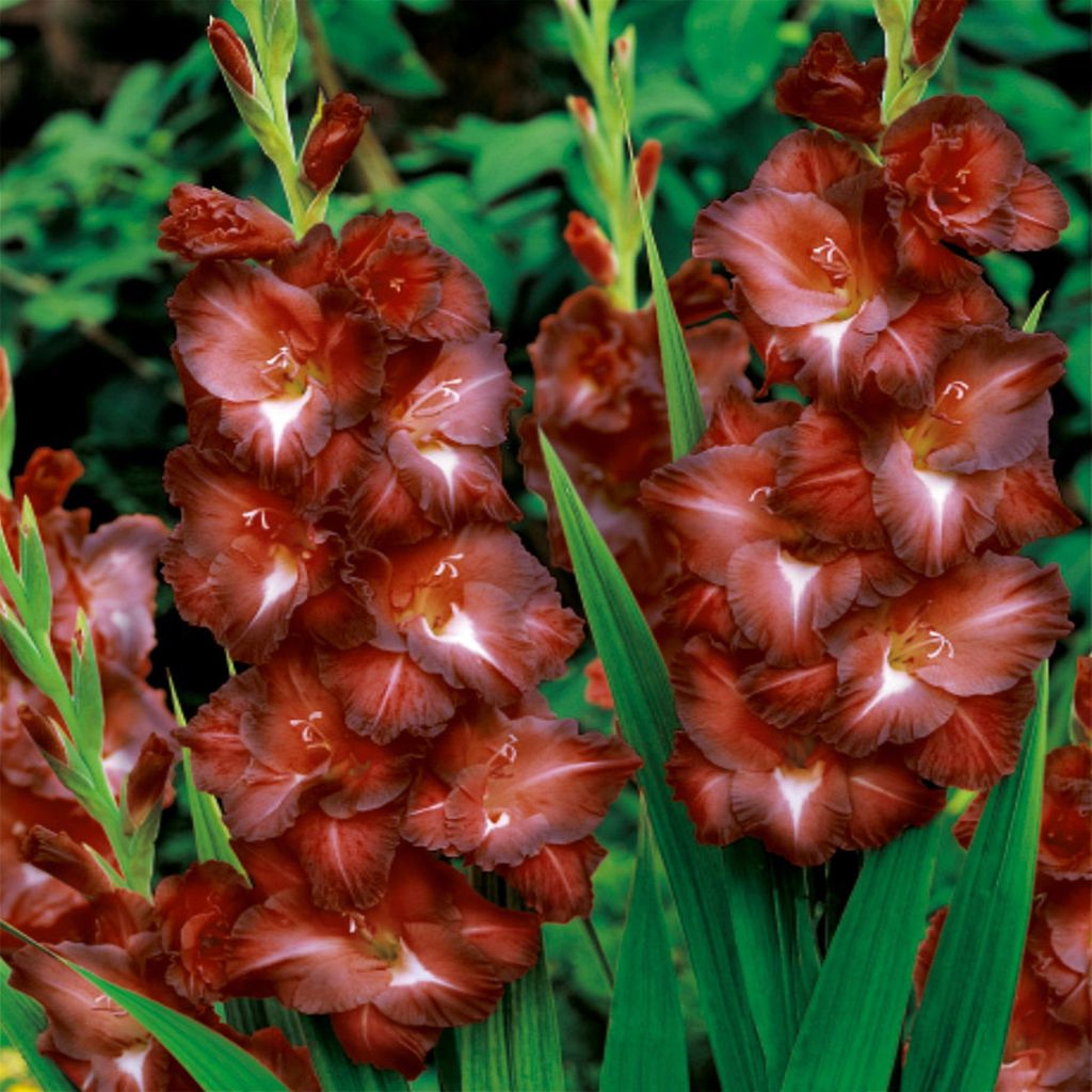 Gladiolo a fiore grande Chocolate 5 pezzi Gladioli bulbi di Immagine del prodotto 