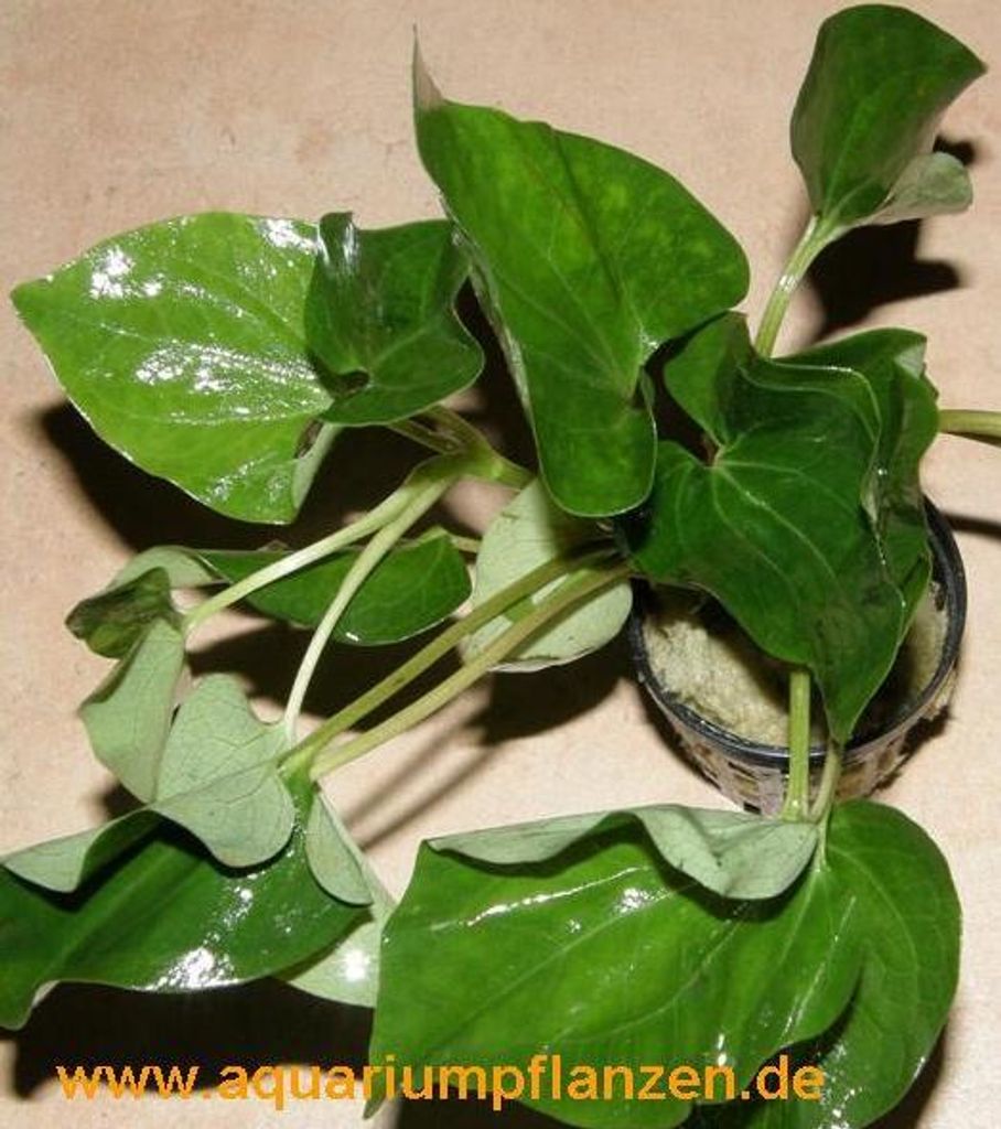5 Töpfe Saururus cernuus, Eidechsenschwanz