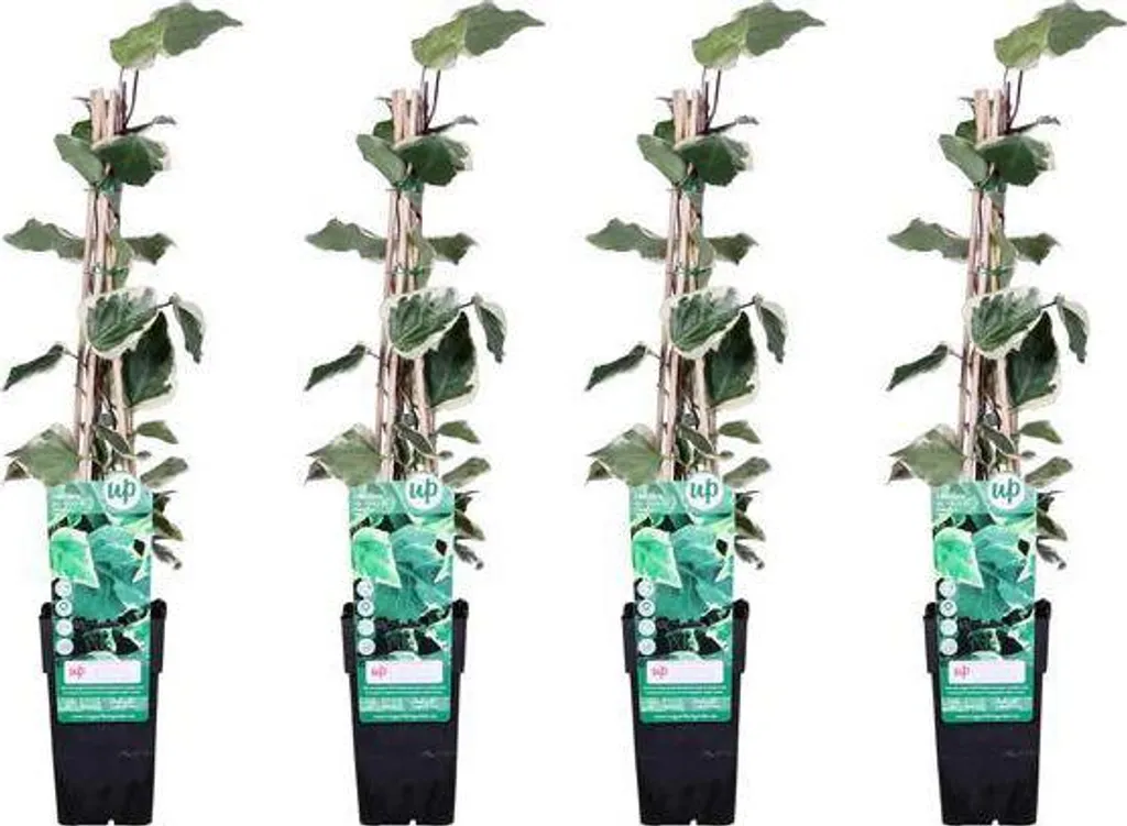 Lierre pour mur et clôture - Hedera Gloire de Marengo - 4 plants de 65 cm