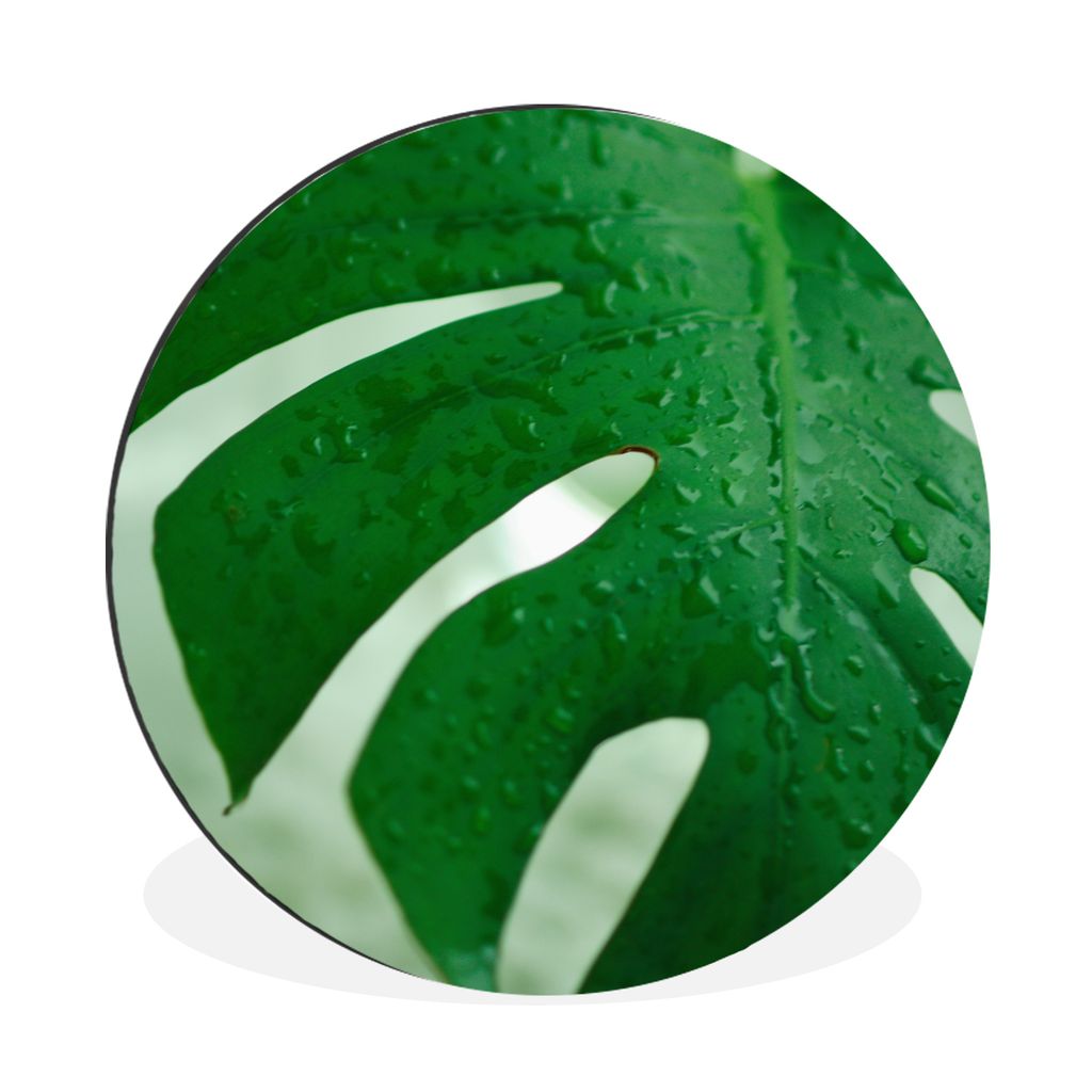 MuchoWow Aluminium Wandkreis Nahaufnahme von Tröpfchen auf einem Blatt der Käsepflanze (Monstera deliciosa) Ø 90 cm Wanddeko Modern Wohnzimmer...