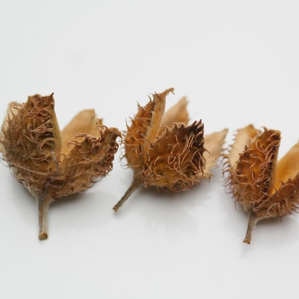 Rotbuche Buche - Fagus sylvatica