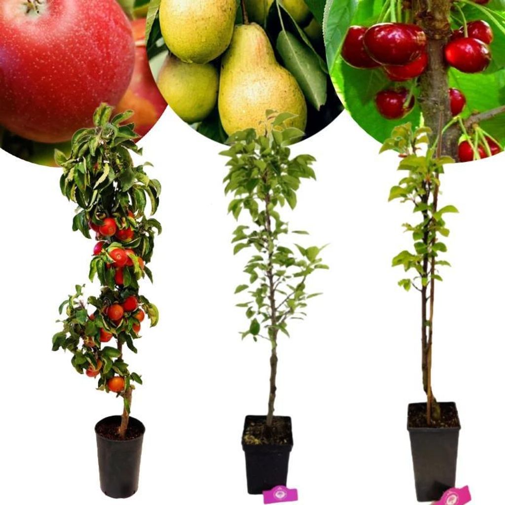 Set mit 3 Säulenobstbäume – 1 Säulenapfel, 1 Säulenbirne, 1 Säulenkirsche - Höhe 100cm – 5 Liter Topf