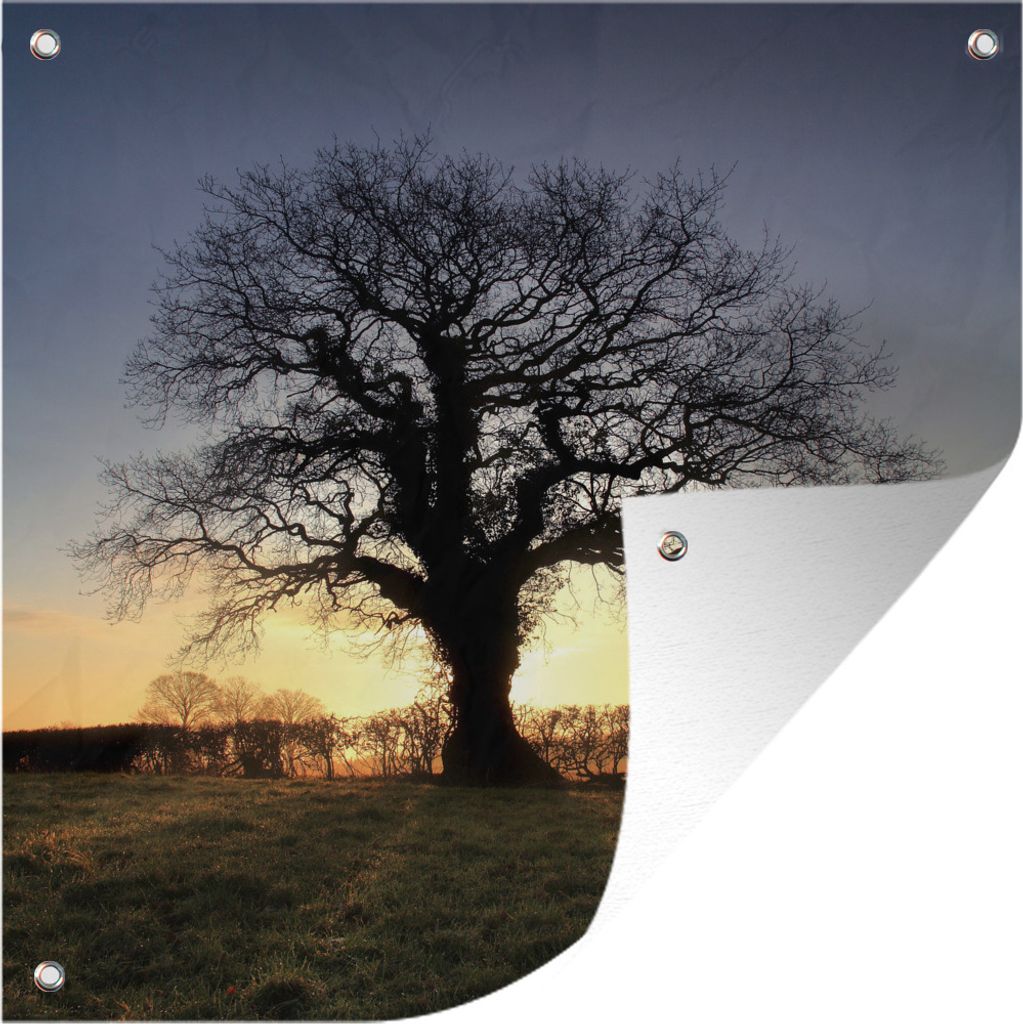 MuchoWow 100x100 cm Outdoor-Poster Gartendeko Sichtschutz Garten Poster für den Garten Sonnenuntergang hinter einer alten Eiche