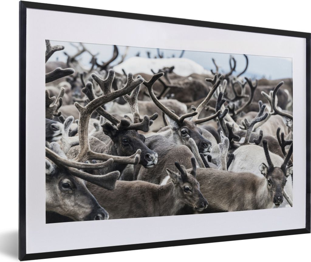 MuchoWow Gerahmtes Poster Eine Gruppe von Rentieren im Winter 60x40 cm - Poster mit Schwarzem Bilderrahmen Wandposter Rahmen Foto Bilder - Schlaf...