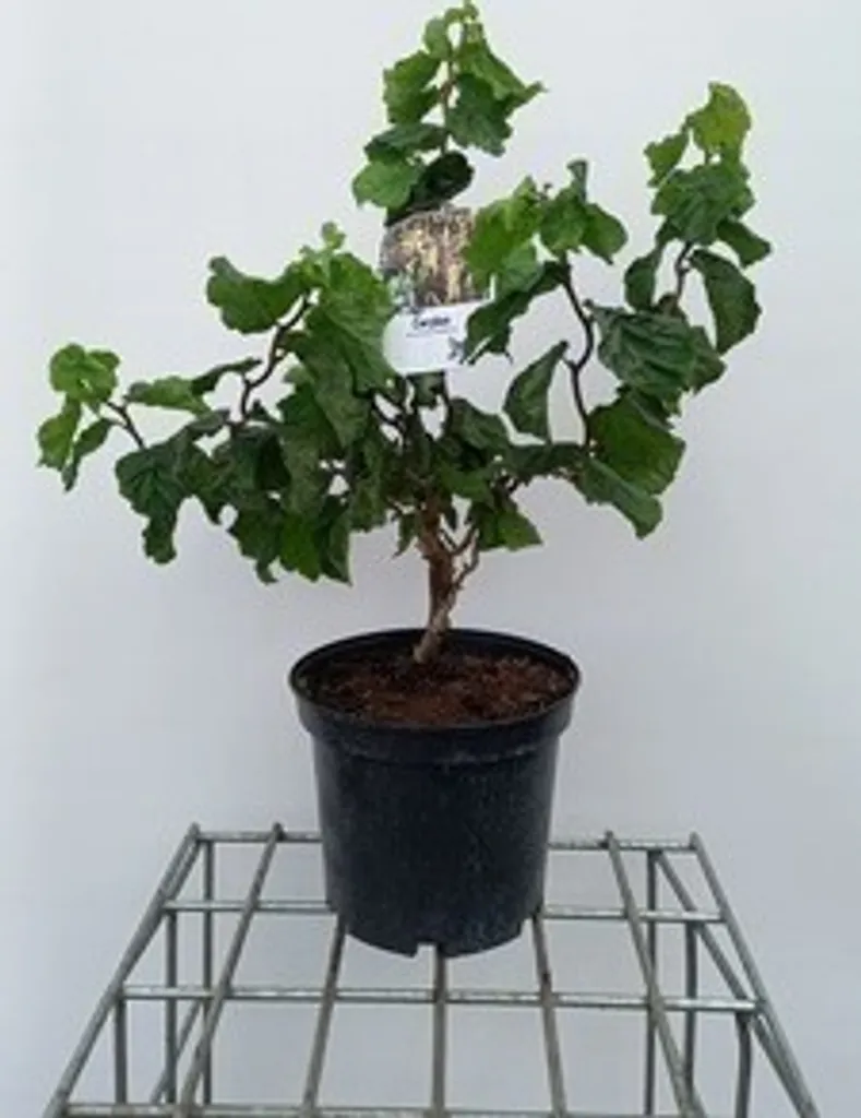 Aménager un petit jardin avec le Noisetier Medusa 40-60 cm compact
