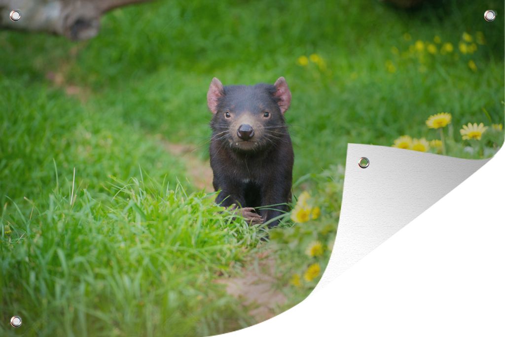 MuchoWow 90x60 cm Outdoor-Poster Gartendeko Sichtschutz Garten Poster für den Garten Ein tasmanischer Teufel im Gras