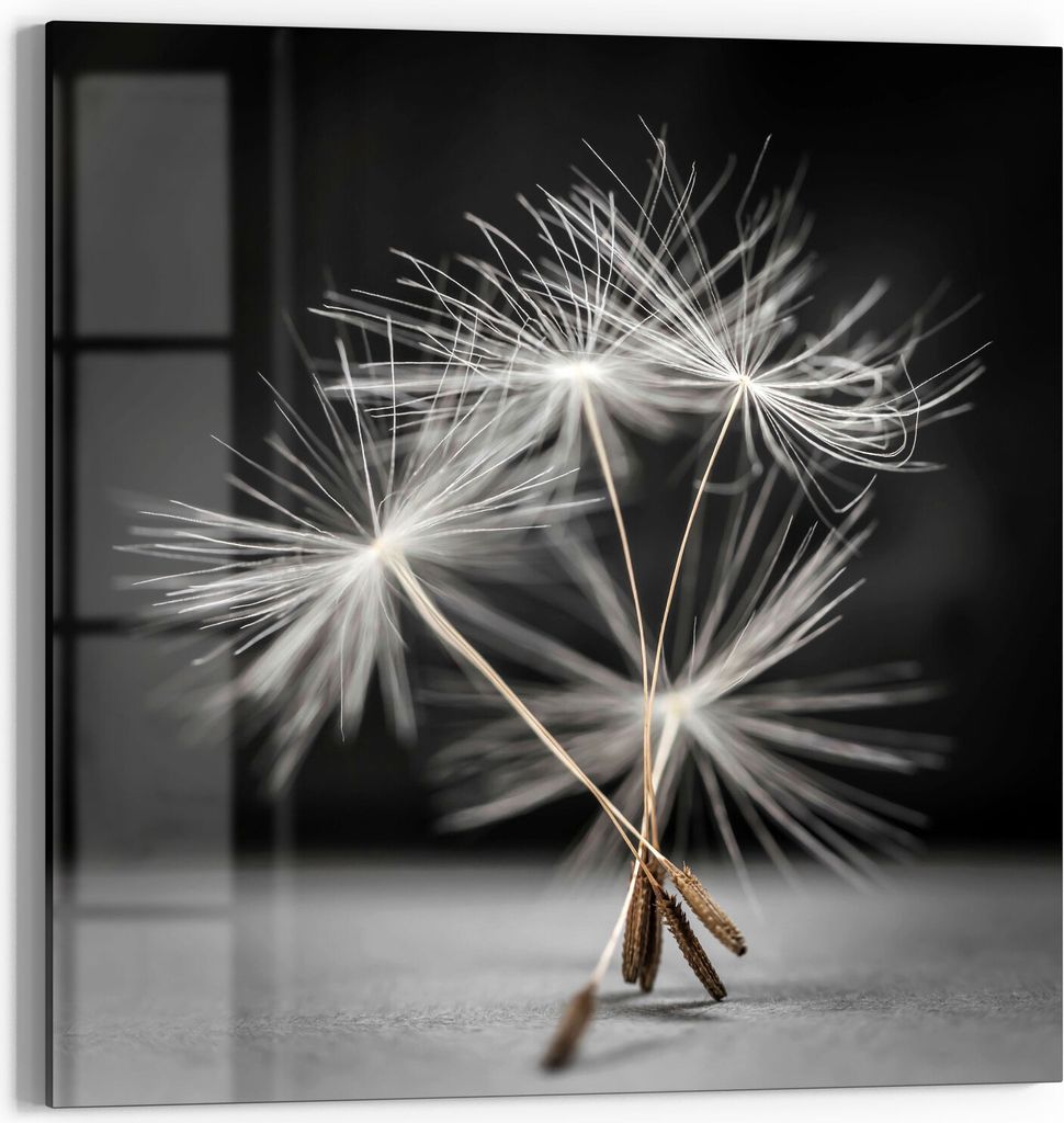 DEQORI Magnettafel Glas 50x50 cm 'Samen der Pusteblume' beschreibbar Whiteboard
