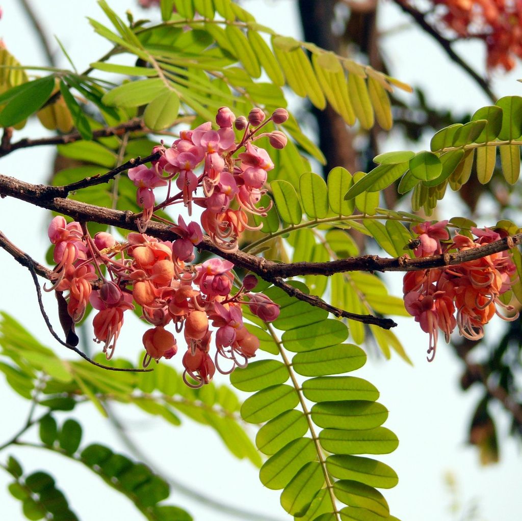 Ružový dažďovník (Cassia grandis)  – 10 semien Obrázok produktu 