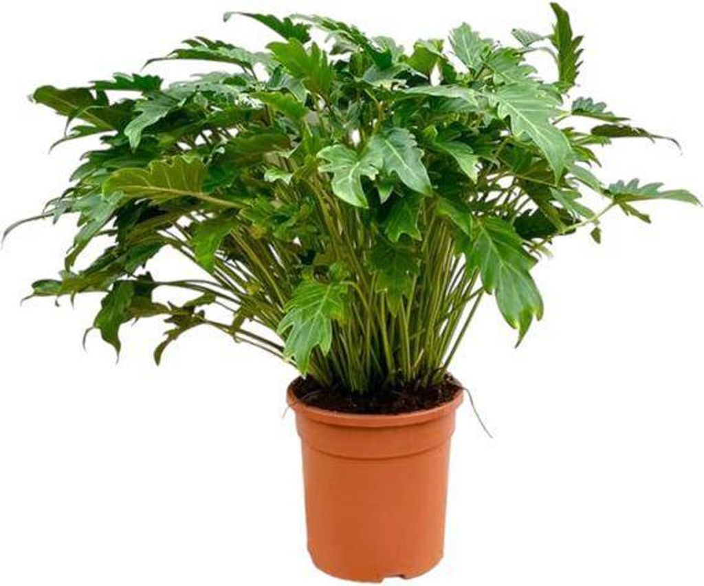 Philodendron Xanadu – Baumfreund – ca. 80cm hoch – Ø27cm – Tropische Zimmerpflanze mit dekorativen Blättern – Pflegeleichte Grünpflanz...