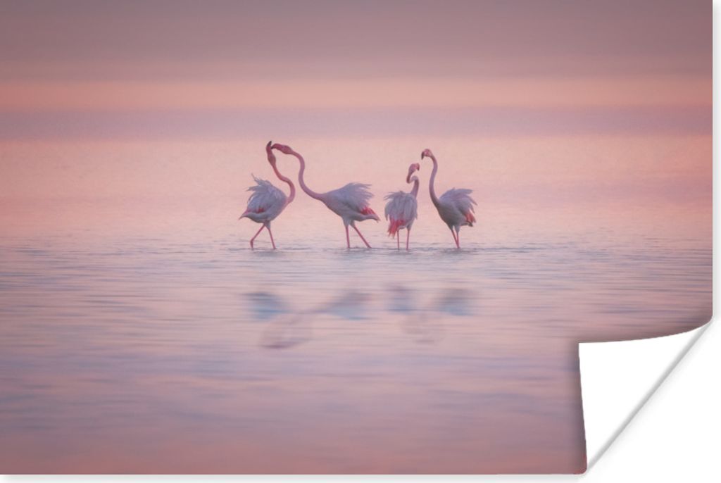 MuchoWow Poster Vier Flamingos stehen im Wasser 180x120 cm - Fotoplakat