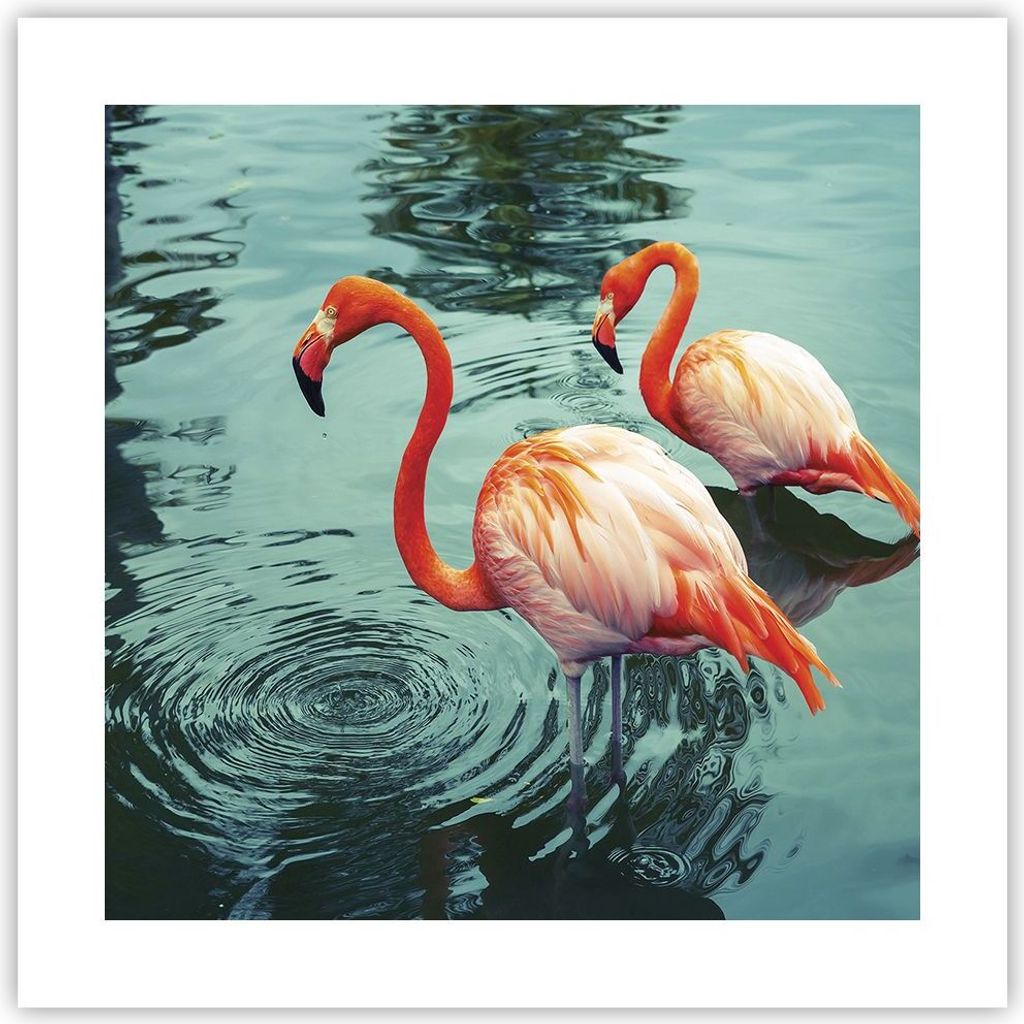Poster - Poster ohne Rahmen - Rosa Flamingos Wasser - 40x40 cm - Wand Bild - Wanddeko - Wandbilder - Kunstposter - Wandposter - Bilder - Kunstdruck...