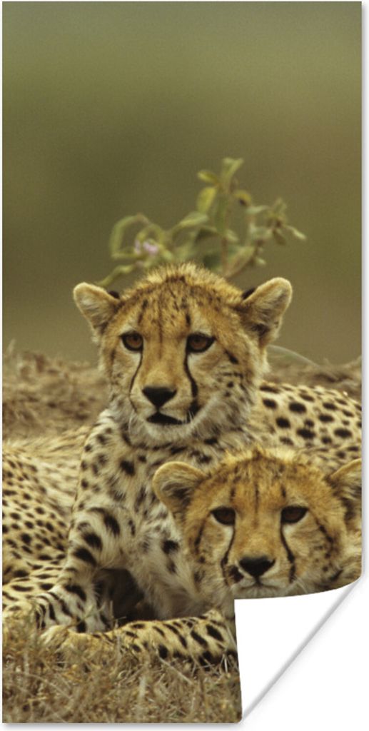 MuchoWow Poster Junge Gepardenjunge 20x40 cm - Plakat - Foto