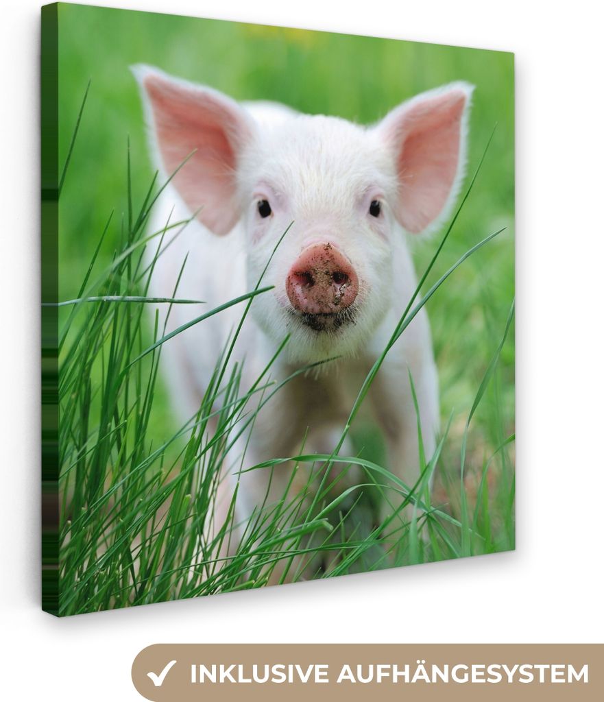 MuchoWow - Leinwandbilder - Schwein - Tiere - Groß, Wandbild, Wanddeko Bilder Wohnzimmer, 90x90 cm