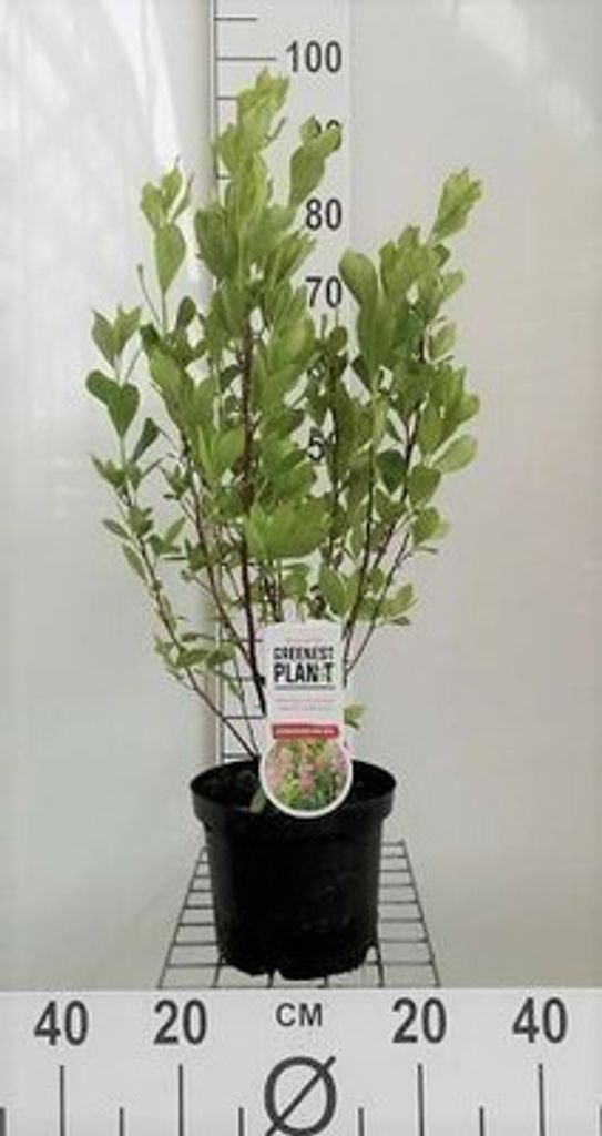Clethra aln. 'Pink Spire' - Scheineller Pink Spire 40- 50 Zdjęcie produktu 