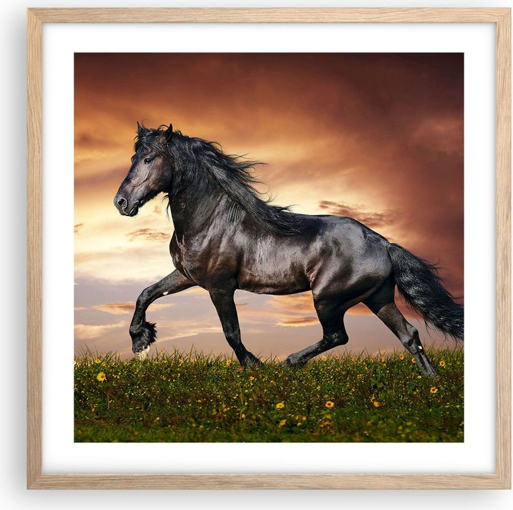 Gerahmtes Poster - Rahmen in heller Eiche - Pferd Tier Wiese - 50x50 cm - Wand Bild - Wanddeko - Wandbilder - Kunstposter - Wandposter - Bilderrahm...