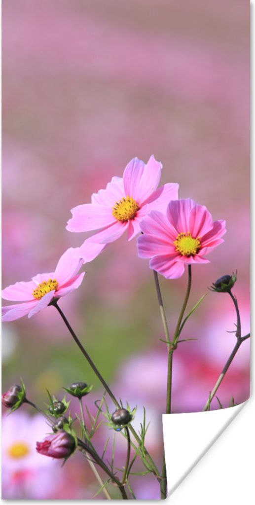 MuchoWow Poster Blumen - Draußen - Rosa 40x80 cm - Dekoration