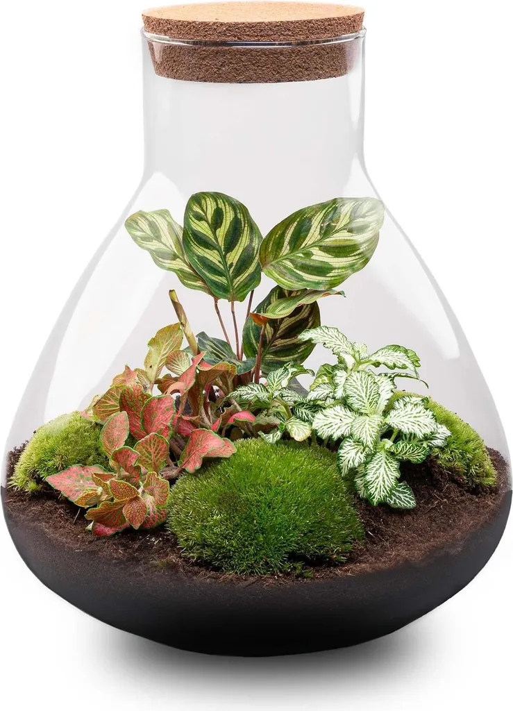 Terrarium plante intérieur autonome - Jardin sous verre DIY de 35 cm XXL