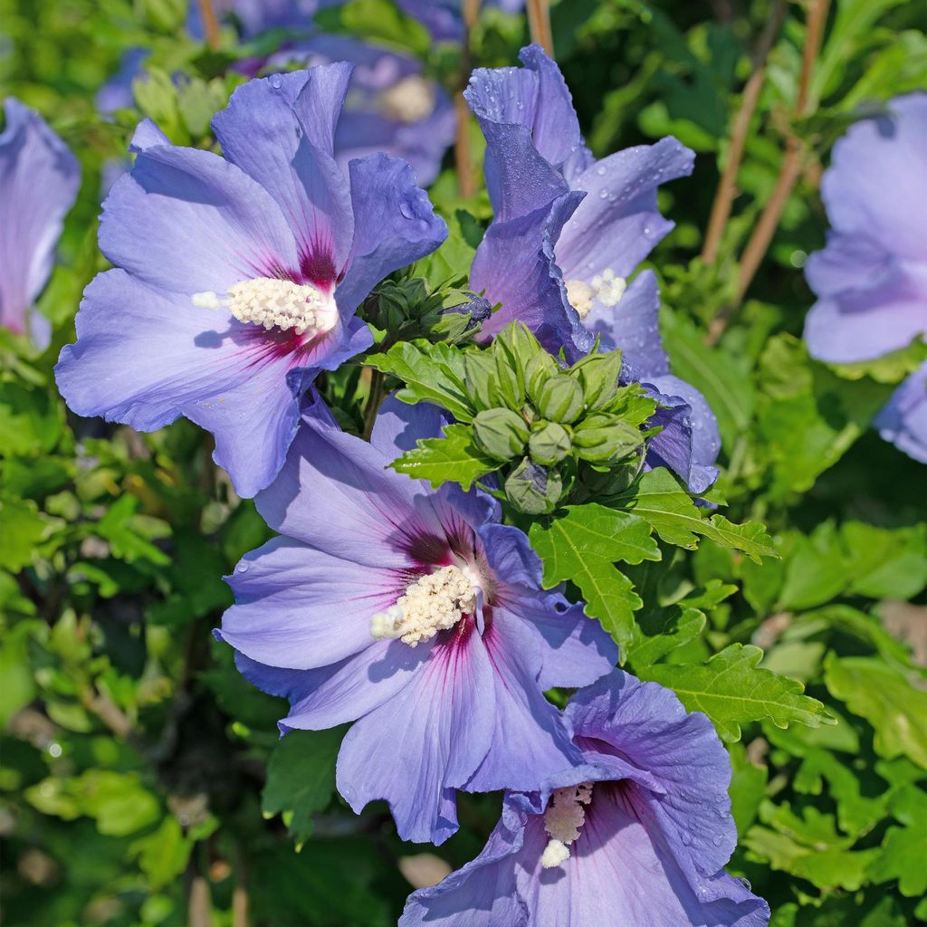 Garteneibisch Hibiscus syriacus Oiseau Blue – Strauch – Blüte Blau – Wenig Pflege – 17cm Höhe 45cm – Für Garten & Terrasse