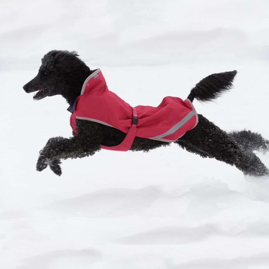 Bucas Freedom Dog Rug 50g - Persian Red - Hundedecke