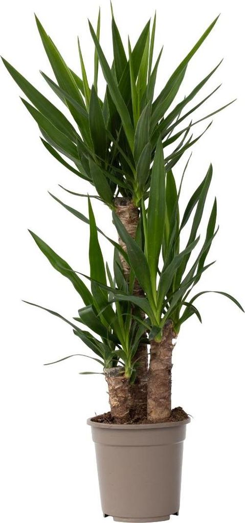 Juka - Yucca elephantipes - Wysokość 70–80 cm - ⌀21cm Zdjęcie produktu 
