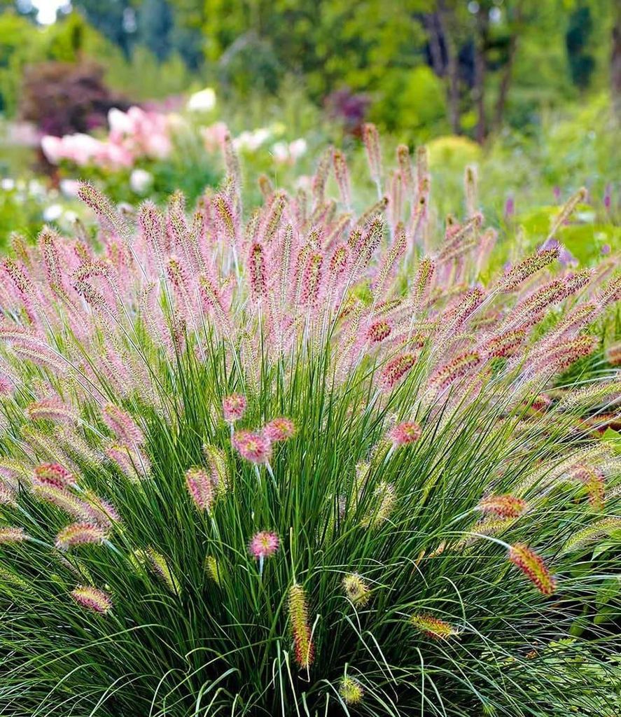 BALDUR Garten 15x Lampenputzergras Hameln, Pflanzen im 9x9 cm-Topf, Pennisetum Federborstengras, Süßgras, winterharte Staude, trockenresistent & ...