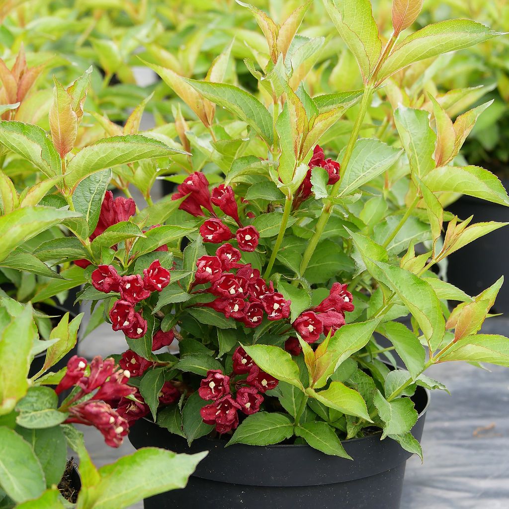 Weigelie Weigela florida 'Cherry Love' im 5 Kaufland.de