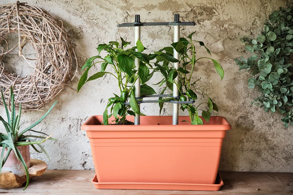 Tuteurs pour Piments CHILI BUDDY - Support de Croissance pour Potager 3pcs - 3
