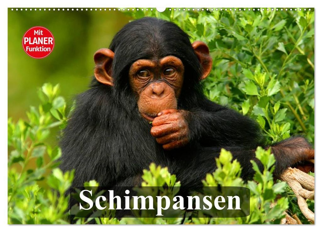 Schimpansen (Wandkalender 2027 DIN A2 quer), CALVENDO Monatskalender